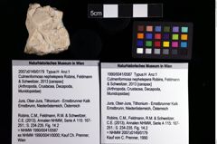 Foto (Objket + Etiketten) von Culmenformosa nephelepera (Robins, Feldmann & Schweitzer, 2013) 